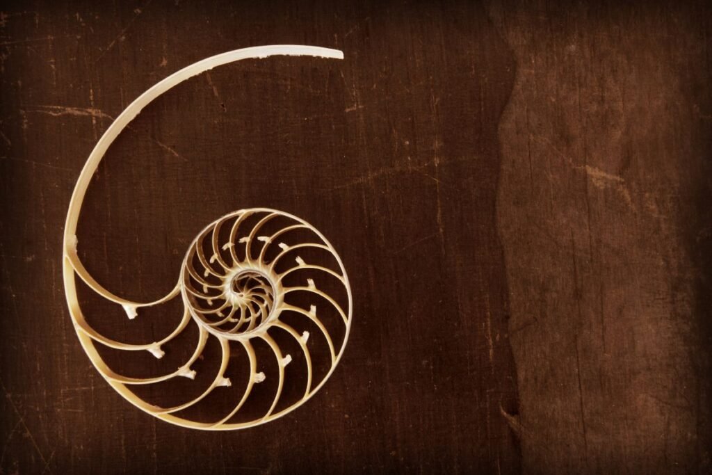 fenmeno-raro-de-baleias-capturado-por-drone;-confira