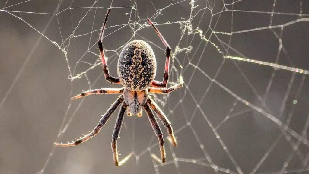 Especialistas desenvolvem carro produzido com teia de aranha; veja especialistas-desenvolvem-carro-produzido-com-teia-de-aranha;-veja