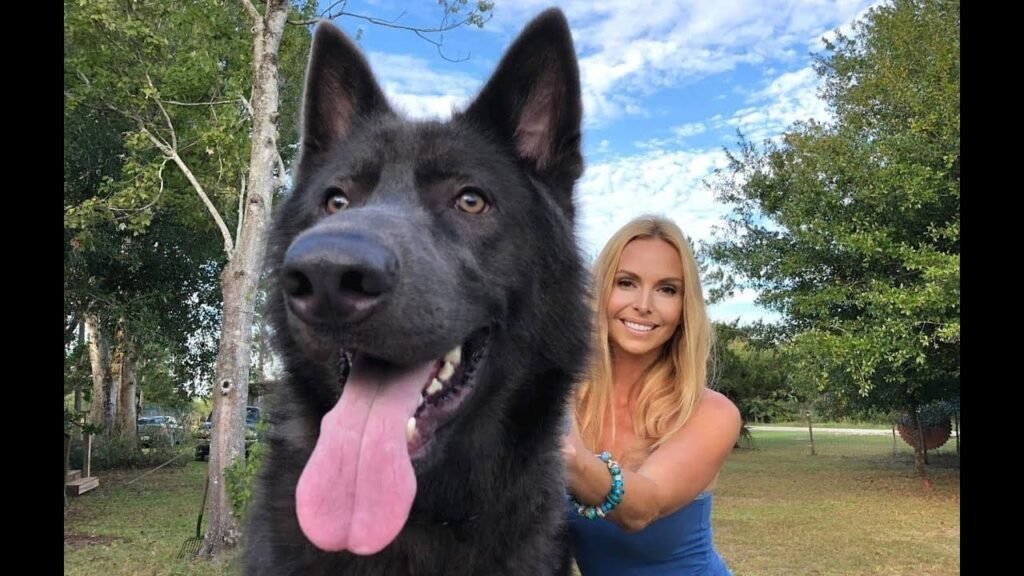 Norte-americana cria raa de ‘ces lobos’: conhea o Pastor da Baa Azul norte-americana-cria-raa-de-‘ces-lobos’:-conhea-o-pastor-da-baa-azul