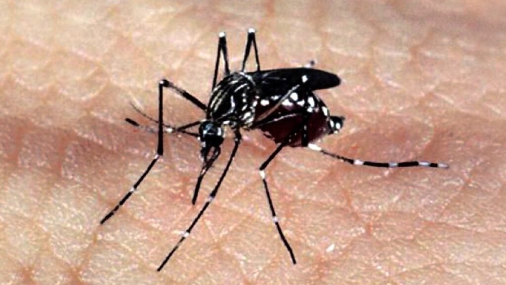 governo-do-distrito-federal-declara-situao-de-emergncia-por-causa-da-dengue