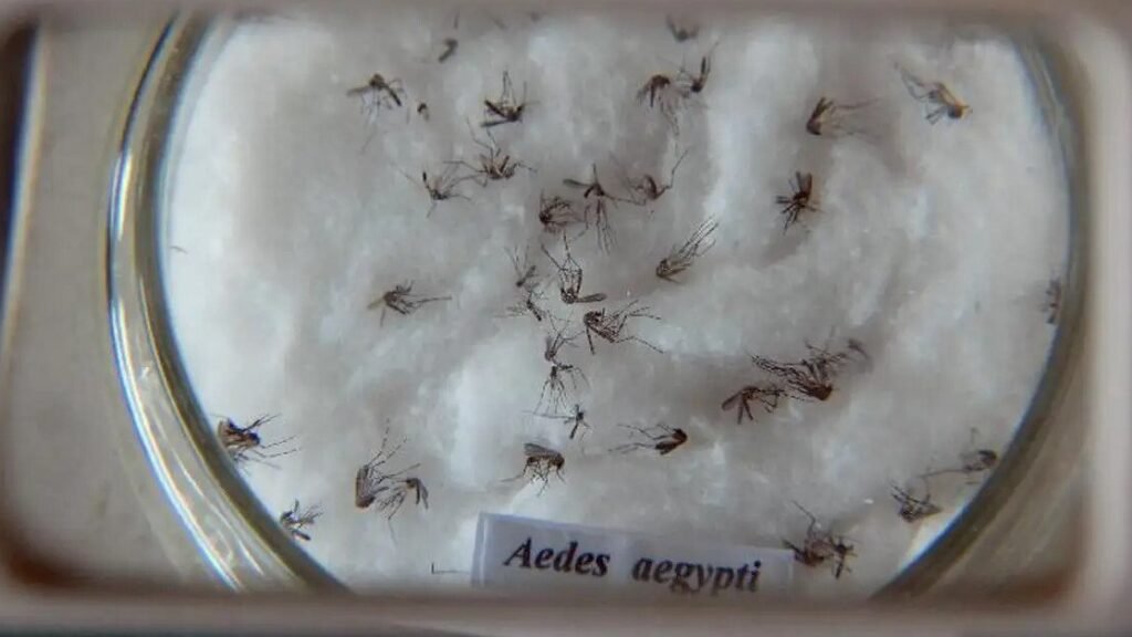 entenda-a-situao-da-dengue-no-pas-e-saiba-quem-pode-se-vacinar-pelo-sus