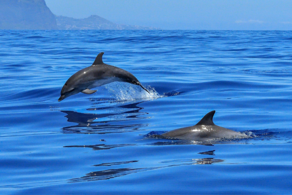 Mistrio intriga cientistas: golfinhos atacam filhotes de peixe-boi sem motivo aparente mistrio-intriga-cientistas:-golfinhos-atacam-filhotes-de-peixe-boi-sem-motivo-aparente
