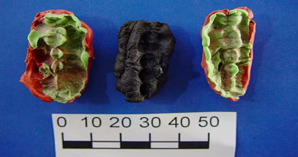 Chicletes de 10 mil anos mostram dieta de pessoas da Idade da Pedra chicletes-de-10-mil-anos-mostram-dieta-de-pessoas-da-idade-da-pedra