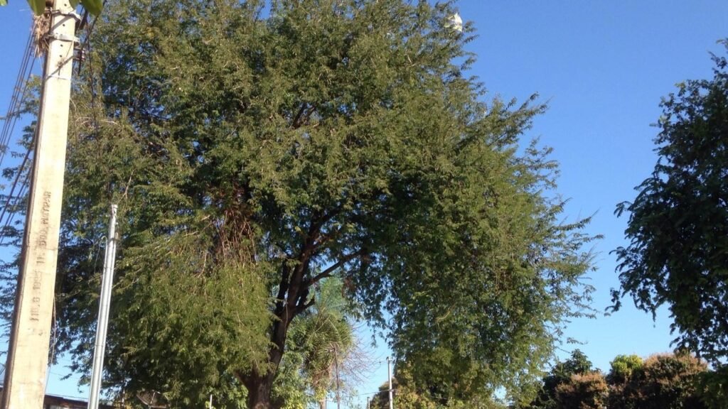 homem-morre-ao-cair-de-rvore-quando-tentava-pegar-pipa-em-ms