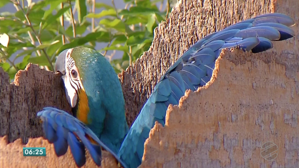 pesquisadores-monitoram-o-comportamento-de-araras-no-espao-urbano-em-mt