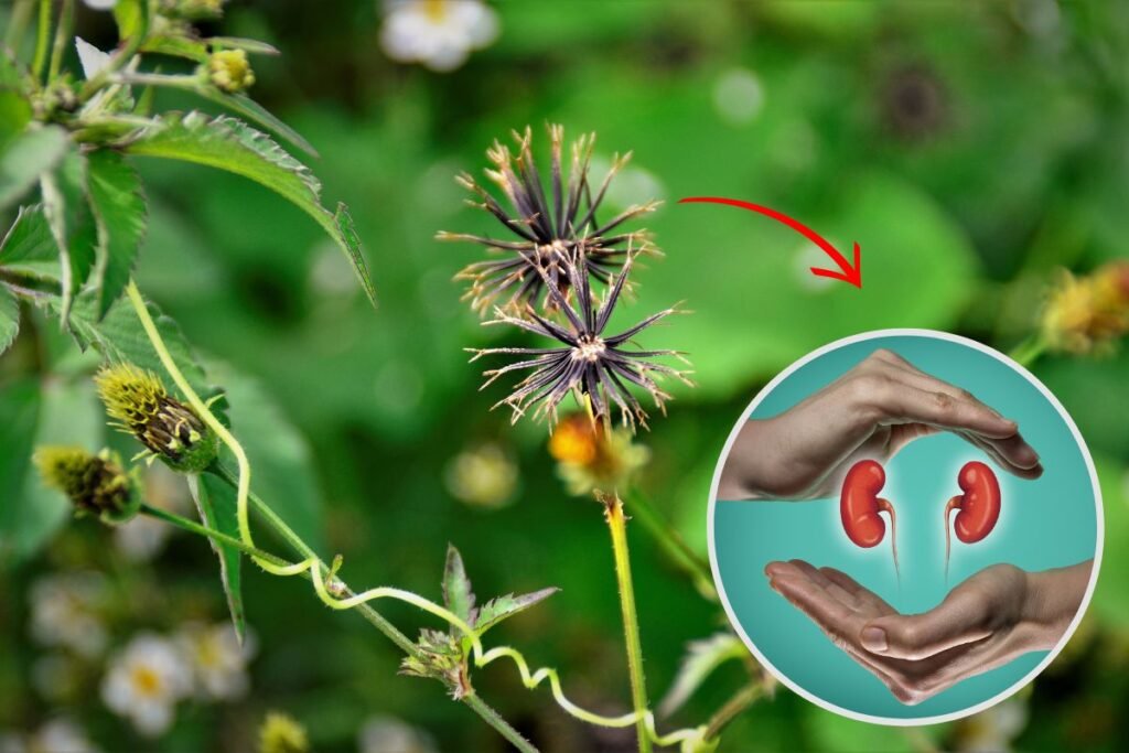 carrapicho-de-agulha-bom-para-os-rins?-descubra-agora!