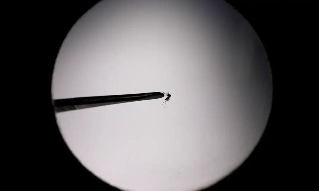 casos-provveis-de-dengue-se-aproximam-de-400-mil-no-pas-em-2024