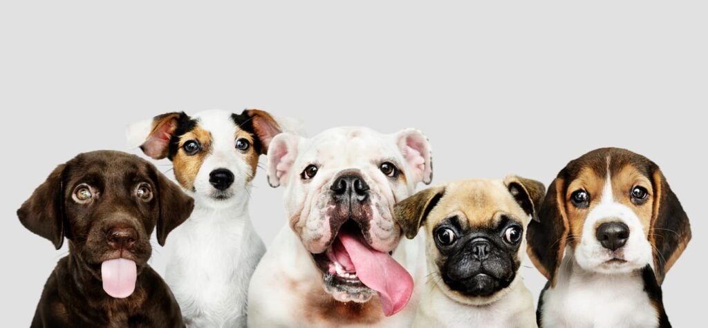 Qual raa de cachorro vive mais tempo? Estudo traz a resposta qual-raa-de-cachorro-vive-mais-tempo?-estudo-traz-a-resposta