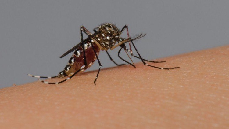 Brasil chega  marca de meio milho de casos provveis de dengue e 75 mortes confirmadas brasil-chega-marca-de-meio-milho-de-casos-provveis-de-dengue-e-75-mortes-confirmadas