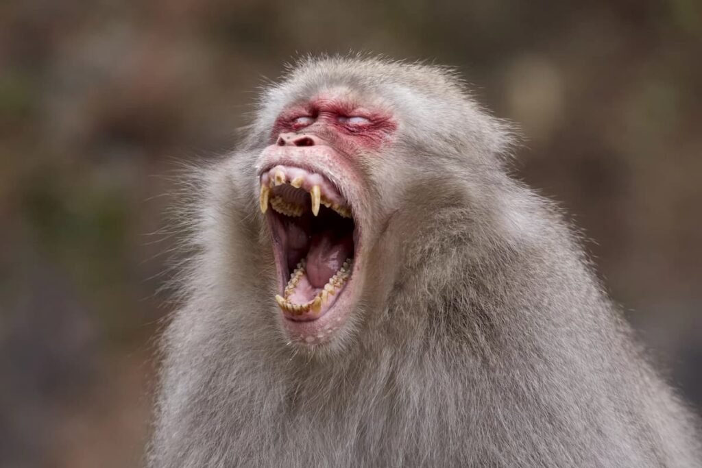 Onda de ataques de ‘macacos do Diabo’ gera pnico na sia onda-de-ataques-de-‘macacos-do-diabo’-gera-pnico-na-sia