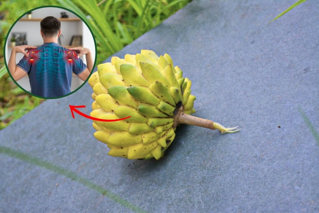 fruta-do-conde-ou-pinha-carregada-para-inflamao?-entenda
