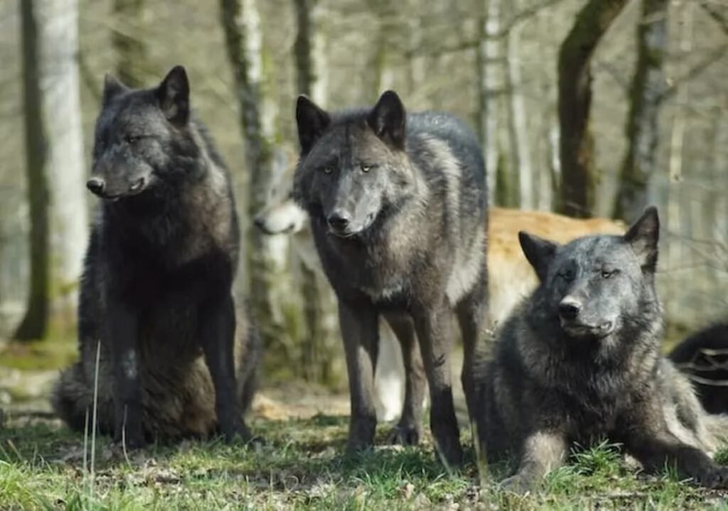 Lobos resistem ao cncer mesmo sob a radiao de Chernobyl lobos-resistem-ao-cncer-mesmo-sob-a-radiao-de-chernobyl