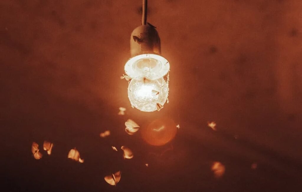 Luz eltrica prejudica insetos? Poluio luminosa pode afetar vida selvagem luz-eltrica-prejudica-insetos?-poluio-luminosa-pode-afetar-vida-selvagem