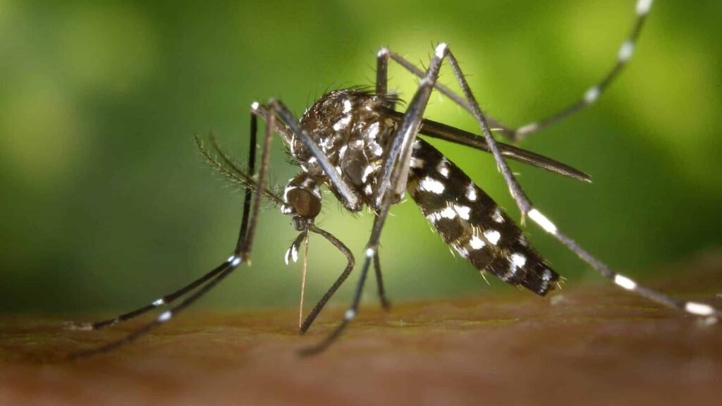 Nunca tome estes remdios se estiver com suspeita de dengue! nunca-tome-estes-remdios-se-estiver-com-suspeita-de-dengue!