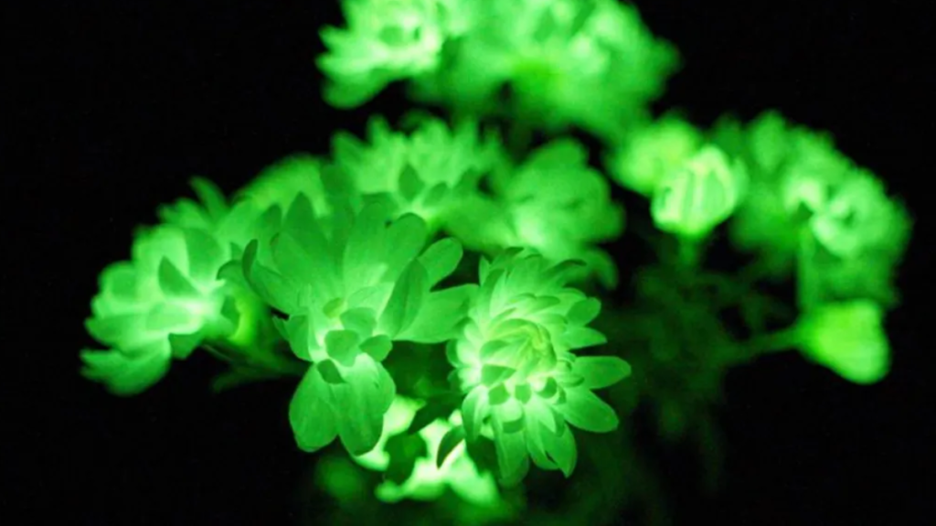 Plantas que brilham no escuro comeam a ser vendidas nos EUA plantas-que-brilham-no-escuro-comeam-a-ser-vendidas-nos-eua