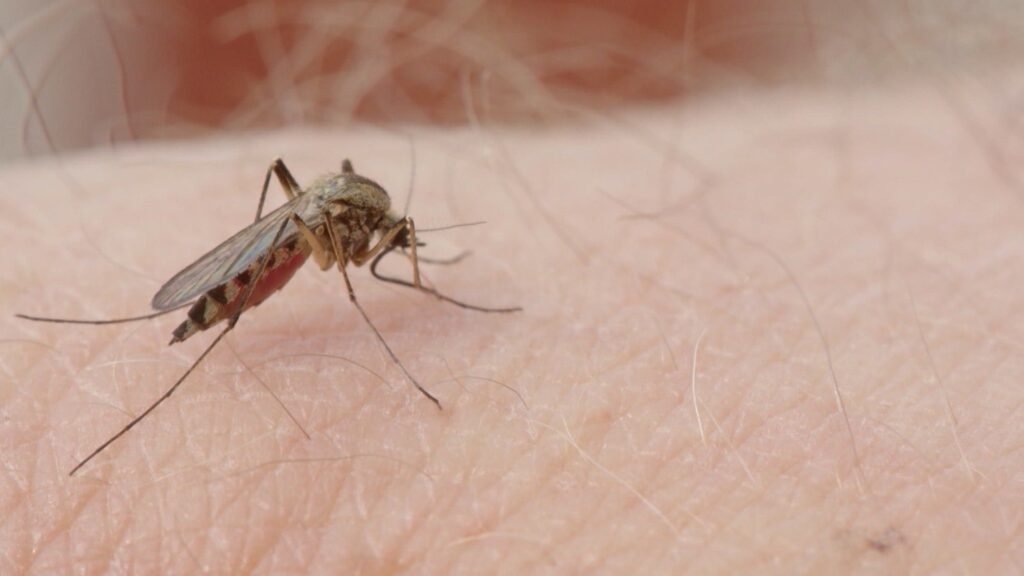 google-trends:-crescem-buscas-sobre-remdio-contraindicado-em-caso-de-dengue