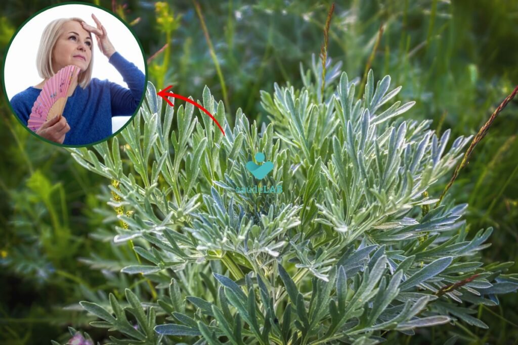 ch-de-artemsia-para-menopausa:-conhea-os-benefcios-e-saiba-como-preparar