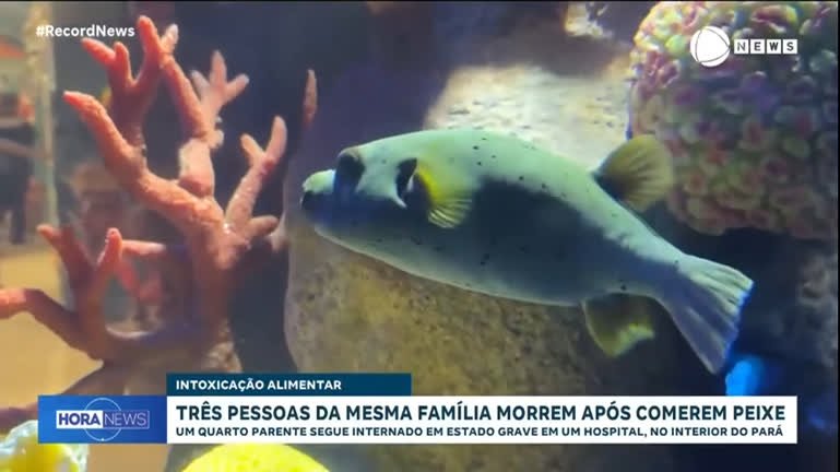 Trs pessoas da mesma famlia morrem aps comer peixe trs-pessoas-da-mesma-famlia-morrem-aps-comer-peixe