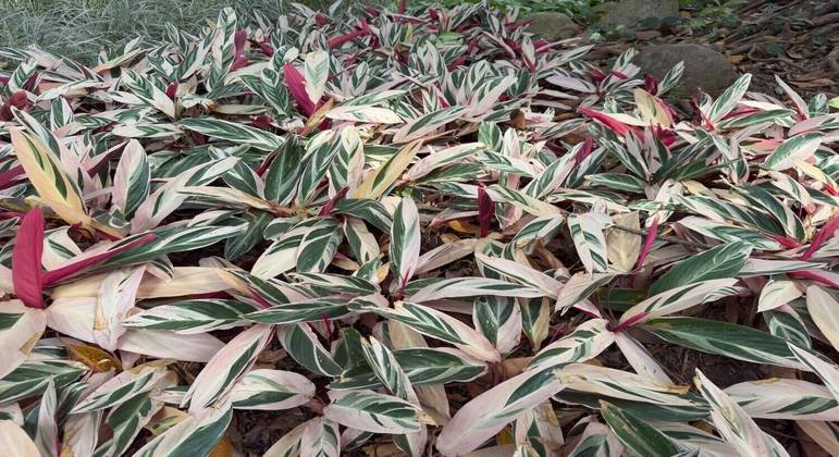 Descubra como cultivar a exuberante Maranta Variegada descubra-como-cultivar-a-exuberante-maranta-variegada