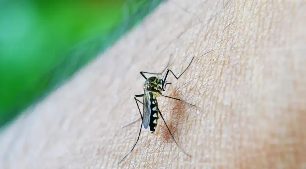 alerta-dengue:-7-dicas-infalveis-para-proteger-sua-casa-e-sua-famlia-do-mosquito