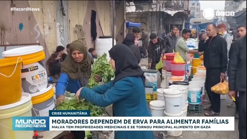 Escassez de alimentos faz com que civis da Faixa de Gaza se alimentem de erva daninha escassez-de-alimentos-faz-com-que-civis-da-faixa-de-gaza-se-alimentem-de-erva-daninha