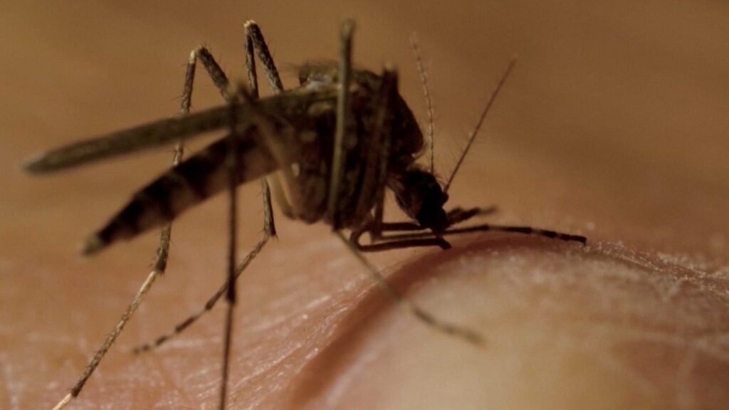 df-passa-dos-100-mil-casos-de-dengue-e-registra-55-mortes