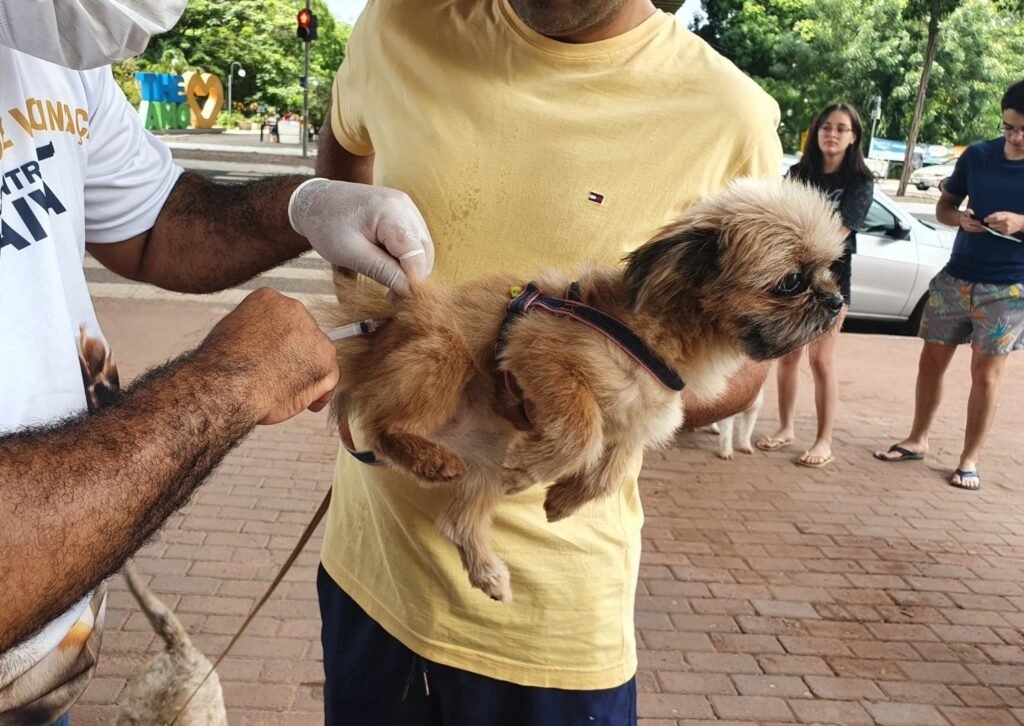 fms-vacina-mais-de-mais-de-12-mil-animais-na-zonas-rurais-norte-e-leste-de-teresina