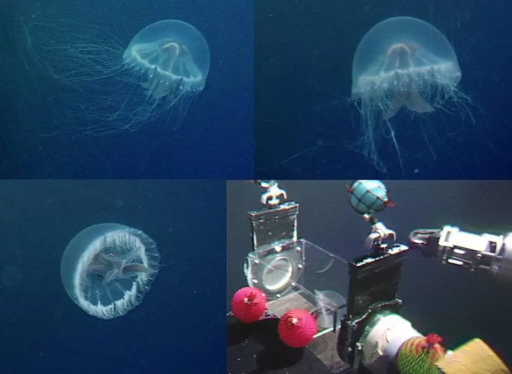 gua-viva rara  descoberta por brasileiros no Oceano Pacfico gua-viva-rara-descoberta-por-brasileiros-no-oceano-pacfico