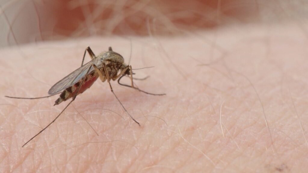 brasil-ultrapassa-1-milho-de-casos-provveis-e-registra-214-mortes-por-dengue-em-2024