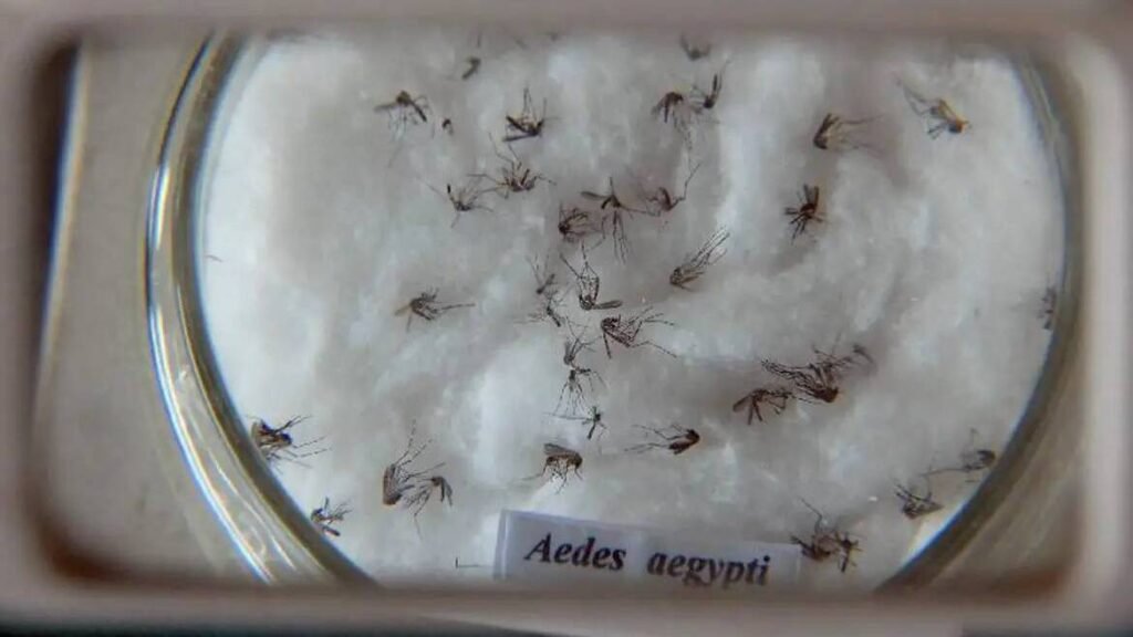 Com mais de 1 milho de casos, Brasil faz ‘Dia D’ de combate  dengue neste sbado com-mais-de-1-milho-de-casos,-brasil-faz-‘dia-d’-de-combate-dengue-neste-sbado