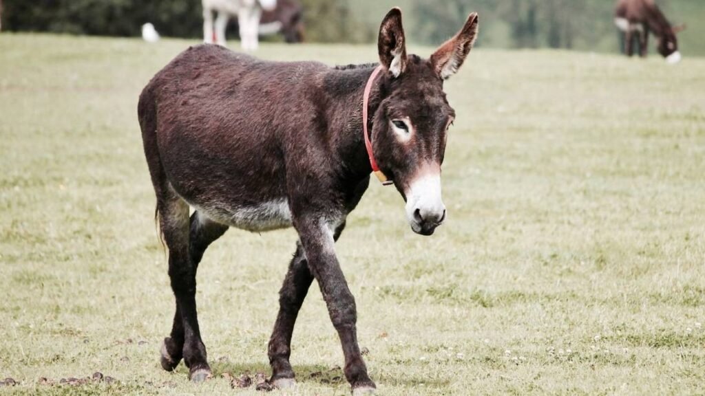 projeto-de-lei-pode-posicionar-o-brasil-como-defensor-dos-jumentos
