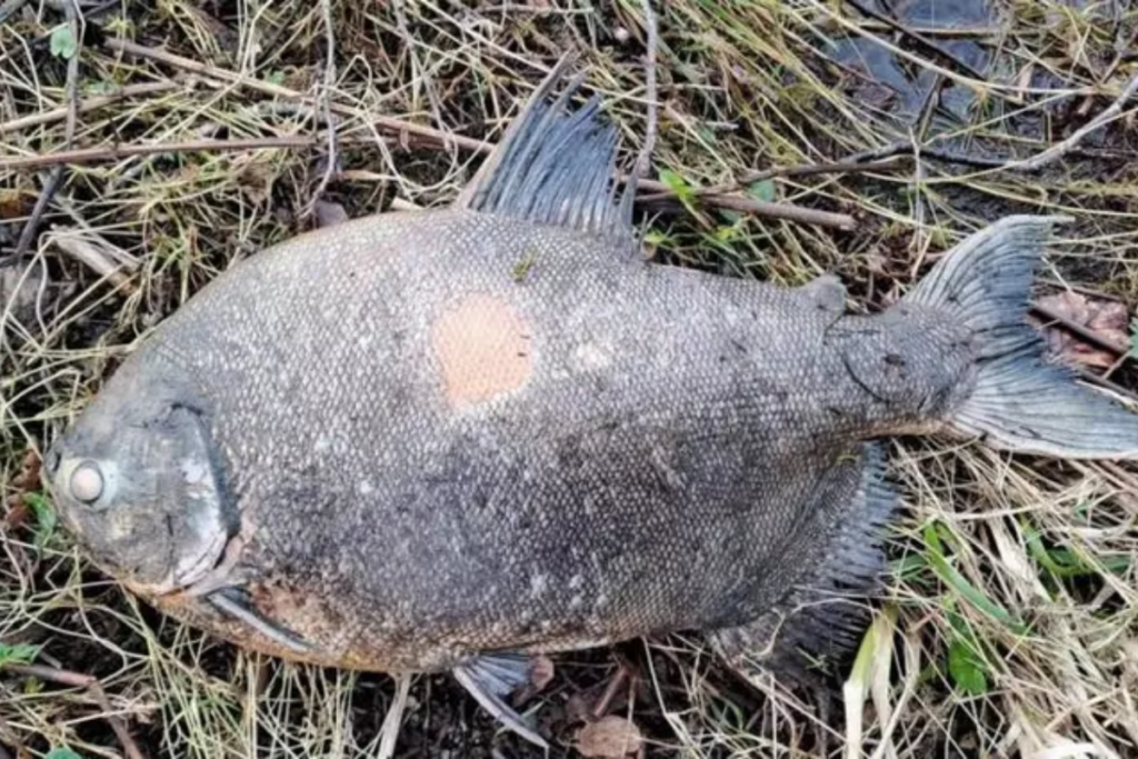 Peixe brasileiro ‘invade’ lago na Irlanda e causa espanto peixe-brasileiro-‘invade’-lago-na-irlanda-e-causa-espanto