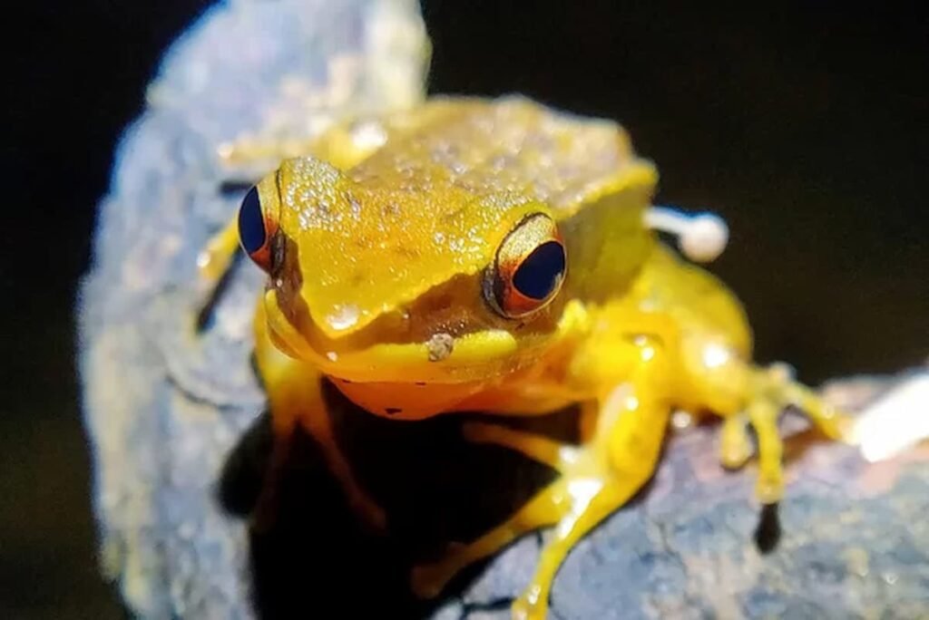 Mistrio! Cogumelo brota no corpo de sapo e intriga cientistas mistrio!-cogumelo-brota-no-corpo-de-sapo-e-intriga-cientistas