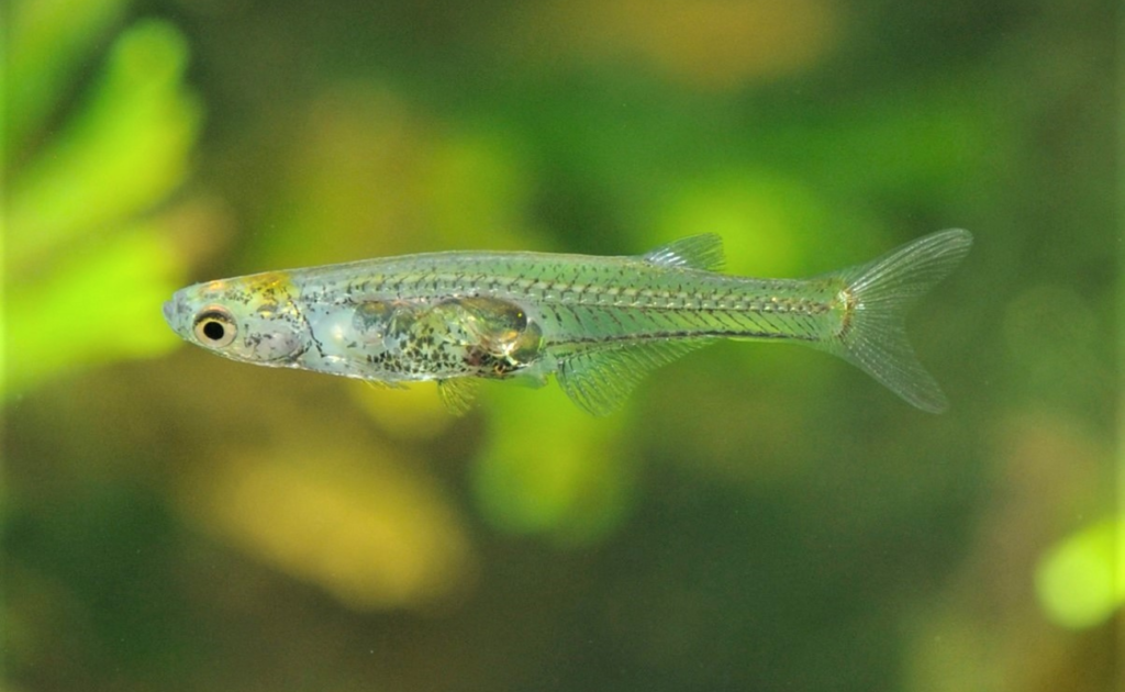 Um dos menores peixes consegue emitir um rudo muito alto um-dos-menores-peixes-consegue-emitir-um-rudo-muito-alto