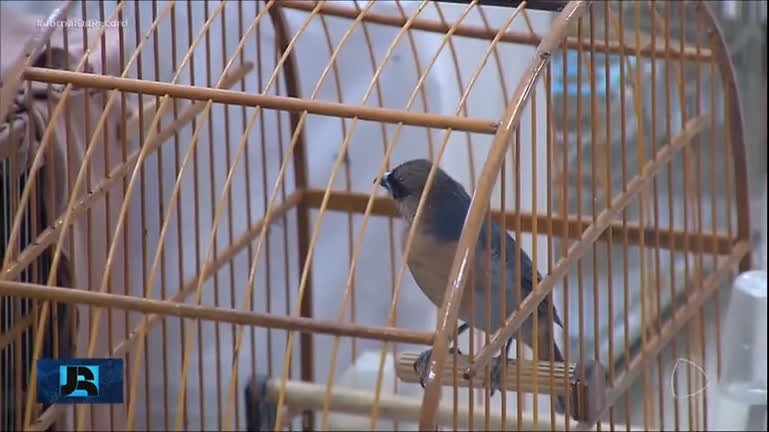 Polcia do RJ resgata 300 aves silvestres em ao de combate ao trfico de animais polcia-do-rj-resgata-300-aves-silvestres-em-ao-de-combate-ao-trfico-de-animais