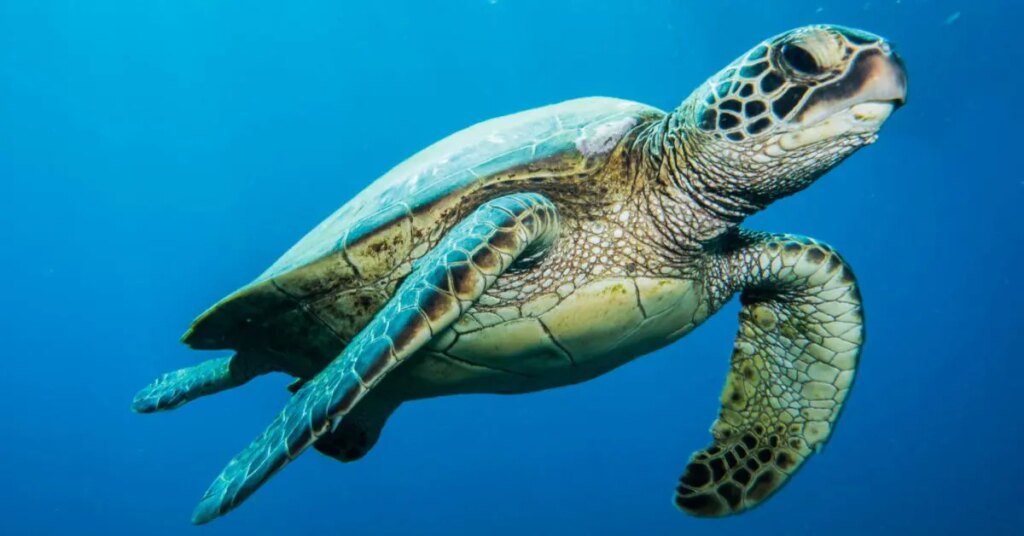 9 morrem e 78 so internados aps comerem tartaruga marinha 9-morrem-e-78-so-internados-aps-comerem-tartaruga-marinha