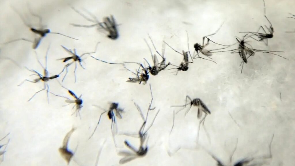 Anvisa Estuda Liberar Venda De Autoteste Para Detectar Dengue anvisa-estuda-liberar-venda-de-autoteste-para-detectar-dengue