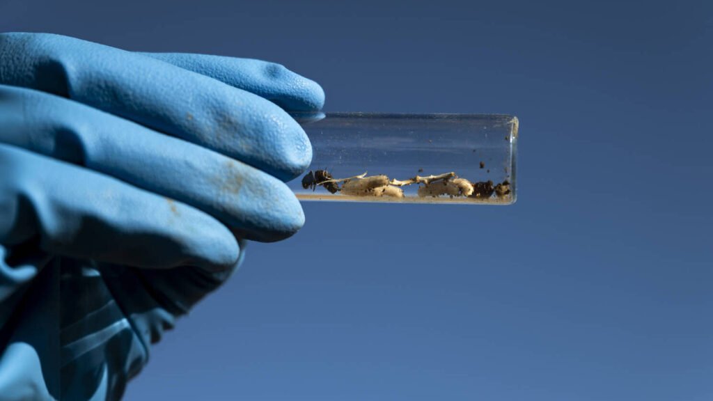 Fentanil: Estados Unidos tentam combater epidemia de overdoses com diplomacia e cincia fentanil:-estados-unidos-tentam-combater-epidemia-de-overdoses-com-diplomacia-e-cincia