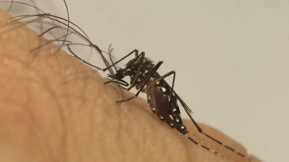 Em um ms, funcionrios de companhia de energia apontaram 488 focos da dengue no DF em-um-ms,-funcionrios-de-companhia-de-energia-apontaram-488-focos-da-dengue-no-df