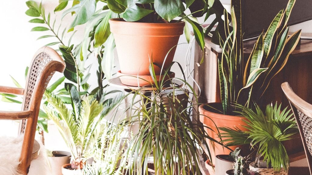 Estas plantas podem garantir energia positiva em casa estas-plantas-podem-garantir-energia-positiva-em-casa