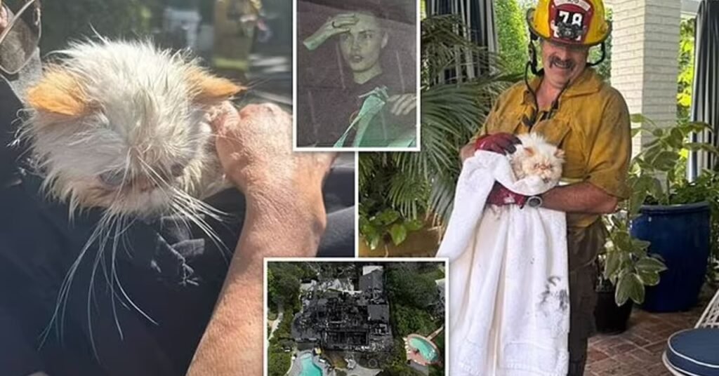 Aps incndio arrasador, Cara Delevingne descobre que gatos sobreviveram aps-incndio-arrasador,-cara-delevingne-descobre-que-gatos-sobreviveram