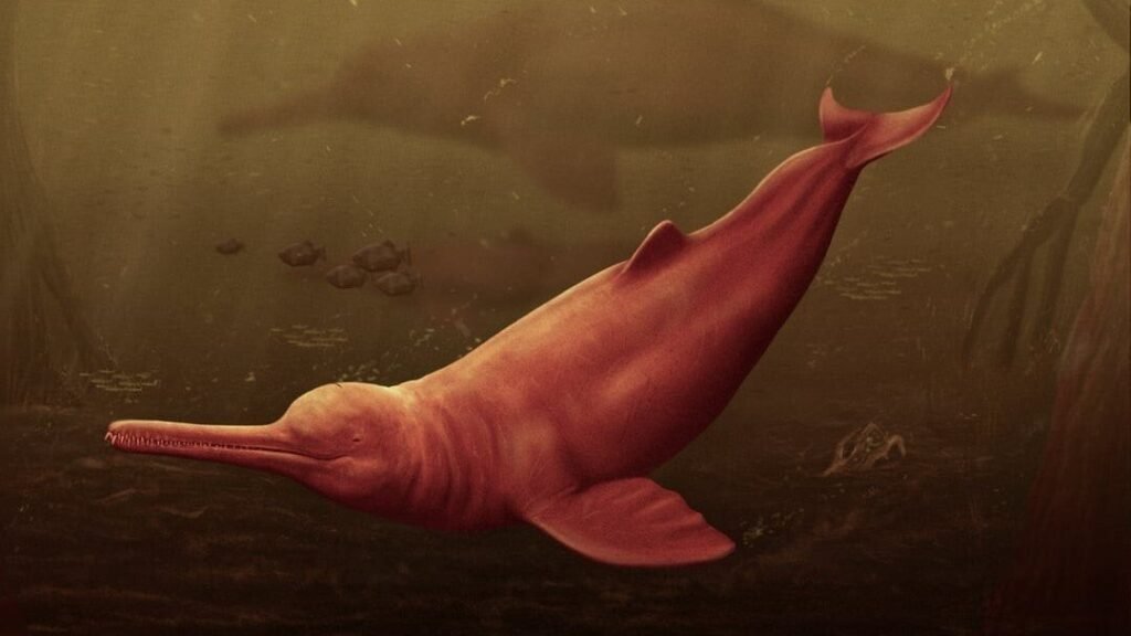 Pesquisadores encontram crnio de golfinho gigante na Amaznia pesquisadores-encontram-crnio-de-golfinho-gigante-na-amaznia