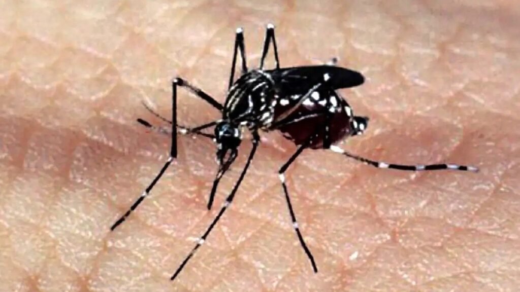 Epidemia de dengue supera a marca de 2 milhes de casos no Brasil epidemia-de-dengue-supera-a-marca-de-2-milhes-de-casos-no-brasil
