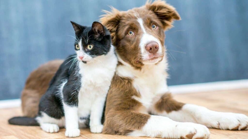 petz:-veja-algumas-dicas-para-lidar-com-o-pelo-do-seu-animal-de-estimao