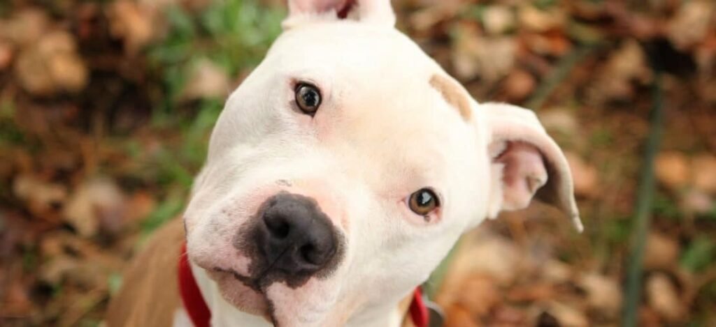 Pit Bull invade escola e deixa trs crianas de 9 e 10 anos feridas pit-bull-invade-escola-e-deixa-trs-crianas-de-9-e-10-anos-feridas