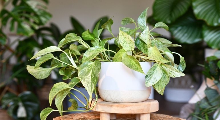 Descubra os segredos da Hera-do-Diabo (Epipremnum aureum) e suas curiosidades descubra-os-segredos-da-hera-do-diabo-(epipremnum-aureum)-e-suas-curiosidades