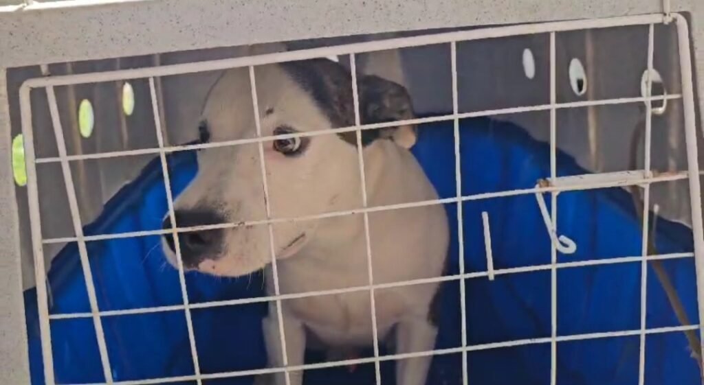 Cachorro que era espancado em casa é resgatado pela Polícia Civil