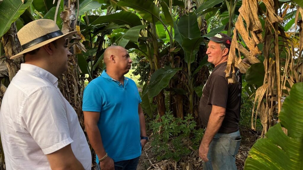 Mudas de bananeira doadas por Juca do Guaraná já dão frutos em Santo Antônio de Leverger