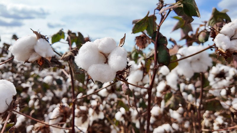 Entre fibras e sementes, algodão constrói uma história de crescimento em Mato Grosso